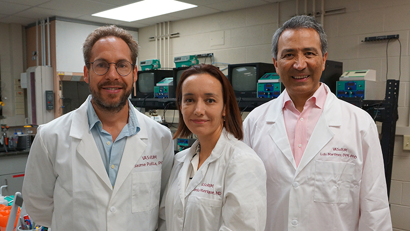 Researchers left to right: Jaume Padilla, PhD; Camila Manrique-Acevedo, MD and Luis Martinez-Lemus, DVM, PhD