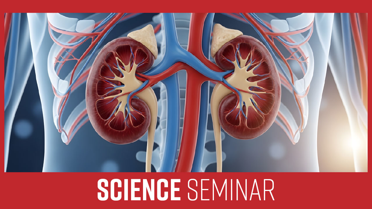Cardiovascular Kidney