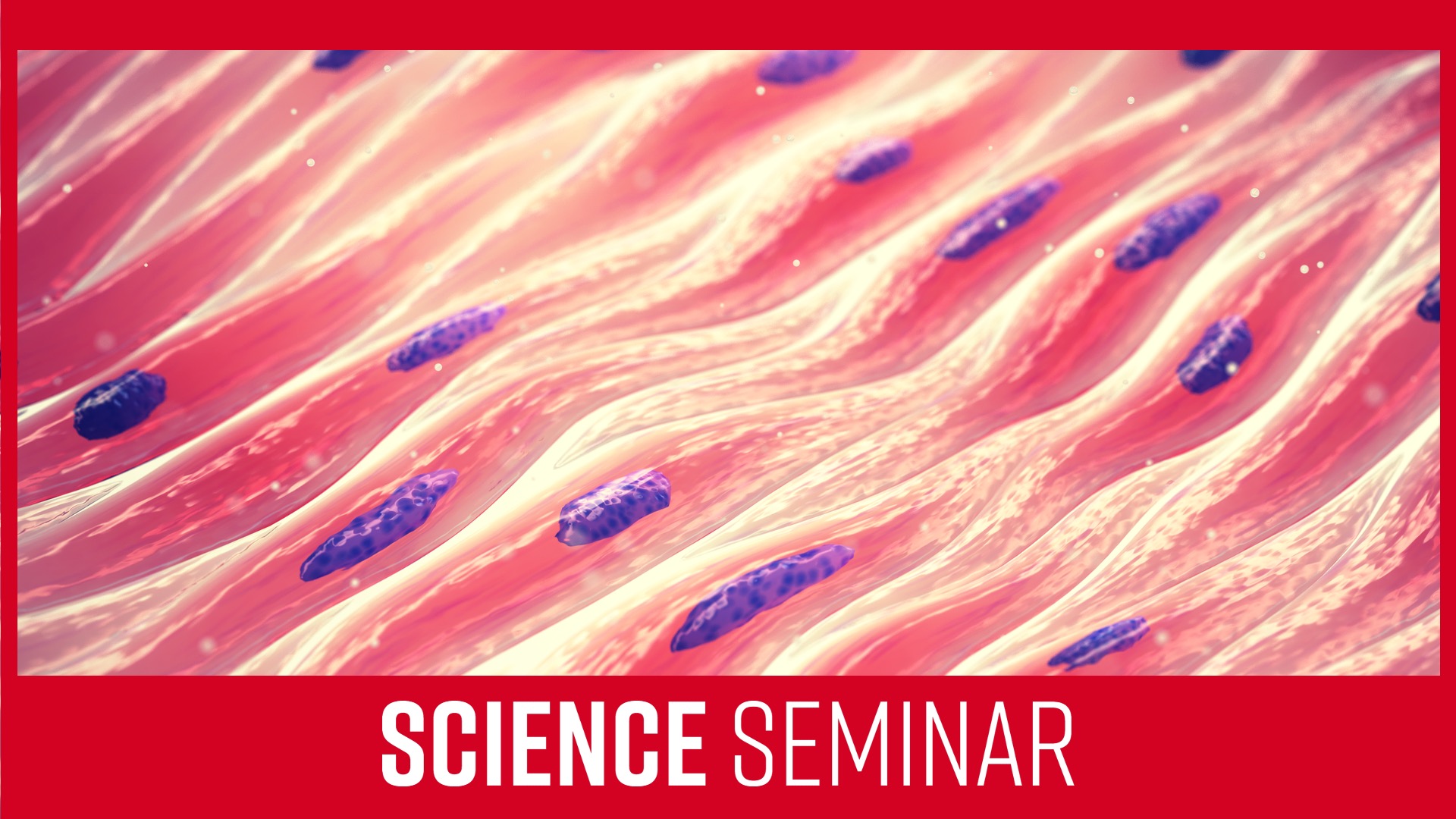 artist rendering of skeletal muscle