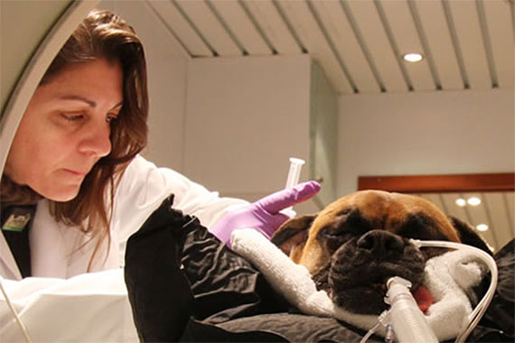 Veterinarian prepping dog for PET scan inside scanner